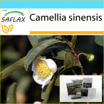 SAFLAX Dovanų rinkinys &ndash; Arbatos augalas &ndash; 6 sėklos &ndash; Su dovanų dėžute, kortele, etikete ir vazono substratu &ndash; Camellia sinensis