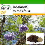 SAFLAX - Jacaranda - 50 sėklų - Su vazoniniu substratu geresniam auginimui - Jacaranda mimosifolia