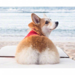 5D &bdquo;pasidaryk pats&ldquo; deimantinis dažymas kryželiu &bdquo;Corgi&ldquo; deimantų siuvinėjimas 20X30CM