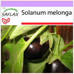SAFLAX - Baklažanai - 20 sėklų - Solanum melonga
