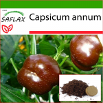 SAFLAX - Pipirai - Saldus &scaron;okoladas x - 10 sėklų - Su vazoniniu substratu geresniam auginimui - Capsicum annum