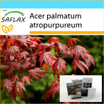 SAFLAX Dovanų rinkinys &ndash; Raudonasis japoni&scaron;kas klevas &ndash; 20 sėklų &ndash; Su dovanų dėžute, kortele, etikete ir vazono substratu &ndash; Acer palmatum