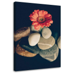 Spaudinys ant drobės Gerbera Flowers Stones