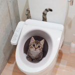 Creative Realistic Cute Cat Vision 3D tualeto lipdukas Linksmas gyvūnas Vonios kambario tualeto dangčio dekoras Lipnus PVC vandeniui atsparus dažymas