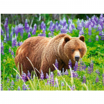Visas 5D &bdquo;pasidaryk pats&ldquo; deimantų pie&scaron;imas animacinis filmas &bdquo;Animal Bear&ldquo; siuvinėjimas kryželiu namų dekoras, rankų darbo dovana 25x30cm