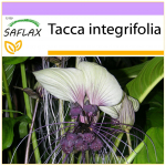 SAFLAX - Baltoji &scaron;ik&scaron;nosparnio gėlė - 10 sėklų - Tacca integrifolia