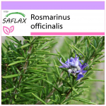 SAFLAX - Rozmarinas - 100 sėklų - Rosmarinus officinalis