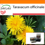 SAFLAX - Sodas mai&scaron;e - Kiaulpienė - 200 sėklų - Su substratu tinkamame stovimame mai&scaron;elyje - Taraxacum officinale
