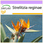 SAFLAX - Rojaus pauk&scaron;tis - 5 sėklos - Strelitzia reginae