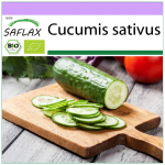 SAFLAX &ndash; Ekologi&scaron;ki &ndash; Agurkai &ndash; Marketmore &ndash; 20 sėklų &ndash; Cucumis sativus