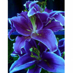 5D deimantinis paveikslas violetinė lelijos gėlė Deimantinis siuvinėjimas Didelis gėlių siuvinėjimas kryželiu 5D namų dekoras 20X30CM