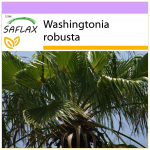 SAFLAX Meksikieti&scaron;ka medvilnė - 12 sėklų - Washingtonia robusta