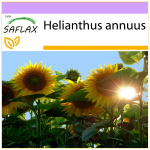 SAFLAX &ndash; Saulėgrąžų Titanas &ndash; 20 sėklų &ndash; Helianthus annuus
