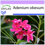 SAFLAX &ndash; Dykumos rožė &ndash; 8 sėklos &ndash; Adenium obesum