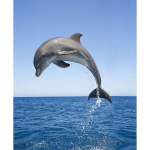 5D deimantų pie&scaron;imas Delfinas Visi&scaron;kai apvalus deimantinis siuvinėjimas Gyvūnai Nuotraukos Kalnų kri&scaron;tolas Mozaikinis siuvinėjimas kryželiu rankų darbo dovana Full Round 30x40CM