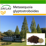 SAFLAX - Dawn Redwood - 60 sėklų - Su vazoniniu substratu geresniam auginimui - Metasequoia glyptostroboides