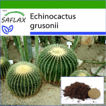 SAFLAX &ndash; Statinė kaktusas / Uo&scaron;ė &ndash; 40 sėklų &ndash; Su vazoniniu substratu geresniam auginimui &ndash; Echinocactus grusonii