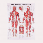Anatominės raumenų sistemos plakatas Žmogaus kūno anatomijos diagrama Medicininė mokomoji drobė mokyklos dekoravimui 50x70cm