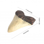 Ryklių Dantų Modelis 5 colių Milžini&scaron;kas Megalodono Dantis Lengvai Valomas Ryklio Danties Replika Jūros Biologijos Mokymo Priemonės Dantų Fosiliniai Dovana