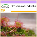 SAFLAX &ndash; Apvalialapis saulėgrąžas &ndash; 50 sėklų &ndash; Drosera rotundifolia