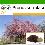 SAFLAX - Laukinė juodoji vy&scaron;nia - 30 sėklų - Su vazoniniu substratu geresniam auginimui - Prunus serrulata