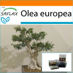 SAFLAX - Sodas mai&scaron;elyje - Bonsai - Paprastoji alyvuogė - 20 sėklų - Su substratu tinkamame stovimame mai&scaron;elyje - Olea europea