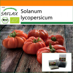 SAFLAX - Sodas mai&scaron;elyje - Ekologi&scaron;ki - Pomidorai - Rouge de Marmande - 10 sėklų - Su substratu tinkamame stovimame mai&scaron;elyje - Solanum lycopersicum