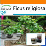 SAFLAX Sodas mai&scaron;e - Bonsai - Peepul Tree / Sacred Fig - 100 sėklų - Su substratu tinkamame stovimame mai&scaron;elyje - Ficus religiosa