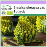 SAFLAX &ndash; Ekologi&scaron;ki &ndash; Žiediniai kopūstai &ndash; Romanesco &ndash; 50 sėklų &ndash; Brassica oleracea