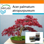 SAFLAX - Sodas mai&scaron;e - Bonsai - Raudonasis japoni&scaron;kas klevas - 20 sėklų - Su substratu tinkamame stovimame mai&scaron;elyje - Acer palmatum