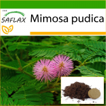 SAFLAX - Jautrus augalas - 70 sėklų - Su vazoniniu substratu geresniam auginimui - Mimosa pudica