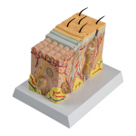 Anatominis odos modelis 3D odos mokymo priemonės modelis Žmogaus odos anatomijos modelis Žmogaus odos struktūra Anatominis modelis