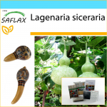 SAFLAX Dovanų rinkinys &ndash; Butelis moliūgas &ndash; 15 sėklų &ndash; Su dovanų dėžute, kortele, etikete ir vazono substratu &ndash; Lagenaria siceraria