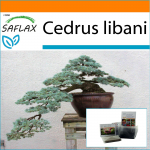 SAFLAX - Sodas mai&scaron;e - Bonsai - Libano kedras - 20 sėklų - Su substratu tinkamame stovimame mai&scaron;elyje - Cedrus libani