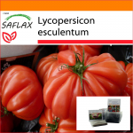 SAFLAX Sodas mai&scaron;e - Pomidoras - Costoluto Genovese - 10 sėklų - Su substratu tinkamame stovimame mai&scaron;elyje - Lycopersicon esculentum