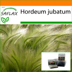 SAFLAX &ndash; Sodas mai&scaron;e &ndash; Lapės uodegos miežiai / Voverės uodega &ndash; 70 sėklų &ndash; Su substratu tinkamame stovimame mai&scaron;e &ndash; Hordeum jubatum