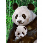 &bdquo;Pasidaryk pats&ldquo; &bdquo;Panda&ldquo; 5D deimantinis dažymas, pilnas apvalus grąžtas &bdquo;Animal&ldquo; deimantinis siuvinėjimas kryžminio dygsnio mozaikos rinkiniai Sienų menas namų dekoro dovana Full Round 20x30CM