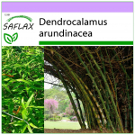 SAFLAX &ndash; Didysis dygliuotasis bambukas &ndash; 50 sėklų &ndash; Dendrocalamus arundinacea