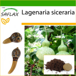 SAFLAX &ndash; Butelinis moliūgas &ndash; 15 sėklų &ndash; Su substratu vazonams geresniam auginimui &ndash; Lagenaria siceraria