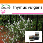 SAFLAX Sodas mai&scaron;e &ndash; Paprastasis čiobrelis &ndash; 200 sėklų &ndash; Su substratu tinkamame stovimame mai&scaron;elyje &ndash; Thymus vulgaris