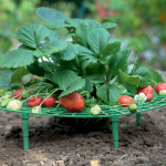 Strawberry Plant Growing Supports Keep Strawberries Off Rot in the Rainy Days žalia