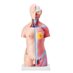 Žmogaus kūno modelis, 23 dalys 18 colių, Žmogaus liemens anatomijos modelis Unisex Anatominis skeletas su nuimamais organais, Mokymo priemonė