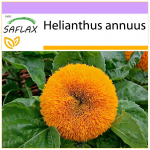 SAFLAX &ndash; Nyk&scaron;tukinė saulėgrąža &ndash; 40 sėklų &ndash; Helianthus annuus