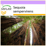 SAFLAX &ndash; Pajūrio sekvojus &ndash; 50 sėklų &ndash; Sequoia sempervirens