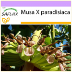 SAFLAX &ndash; Paprastasis bananas &ndash; 10 sėklų &ndash; Musa X paradisiaca