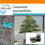 SAFLAX Sodas mai&scaron;e &ndash; Bonsai &ndash; Jūrinė geležies mediena &ndash; 200 sėklų &ndash; Su substratu tinkamame stovimame mai&scaron;elyje &ndash; Casuarina equisetifolia
