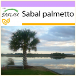 SAFLAX - Palmetto Palm - 8 sėklos - Sabal palmetto