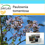 SAFLAX &ndash; Dovanų rinkinys &ndash; Princesės medis &ndash; 200 sėklų &ndash; Su dovanų dėžute, kortele, etikete ir vazono substratu &ndash; Paulownia tomentosa