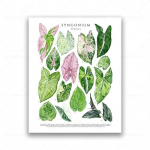 Botaninis kambarinis augalas drobės paveikslas edukacinis plakatas lapų atspaudas sienų menas paveikslas vaikų kambario dekoras augalų mylėtojų dovana 21cm&times;30cm NoFrame