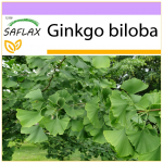 SAFLAX - Maidenhair Tree - 4 sėklos - Ginkgo biloba